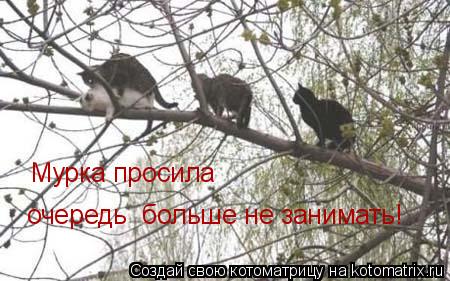 Мурка просила очередь больше не занимать!... Котоматрица: Мурка просила очередь больше не занимать!