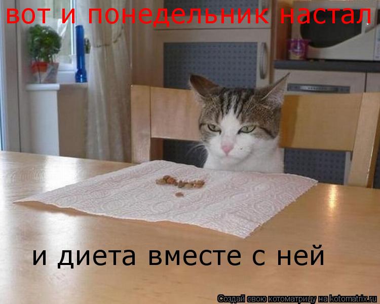 вот и понедельник настал и диета вместе с ней... Котоматрица: вот и понедельник настал и диета вместе с ней