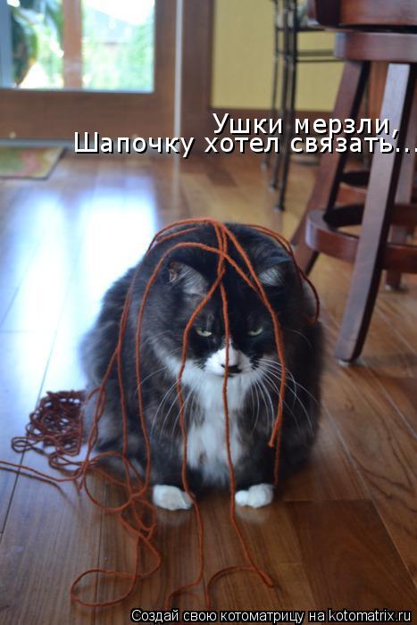 Ушки мерзли, Шапочку хотел связать...... Котоматрица: Ушки мерзли, Шапочку хотел связать...