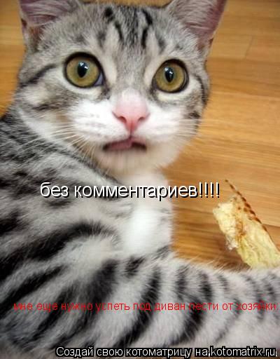 без комментариев!!!! мне еще нужно успеть под диван лести от хозяйки:D... Котоматрица: без комментариев!!!! мне еще нужно успеть под диван лести от хозяйки:D