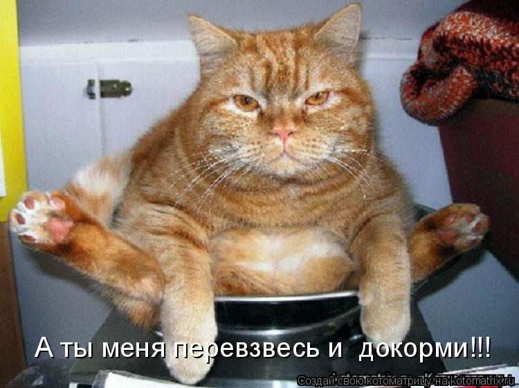 А ты меня перевзвесь и докорми!!!... Котоматрица: А ты меня перевзвесь и докорми!!!