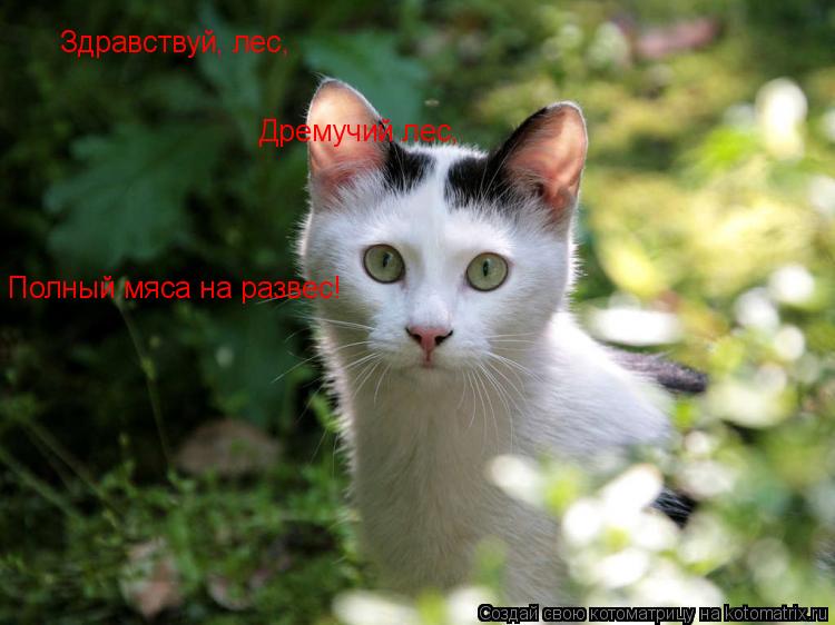 Здравствуй, лес, Дремучий лес, Полный мяса на развес!... Котоматрица: Здравствуй, лес, Дремучий лес, Полный мяса на развес!