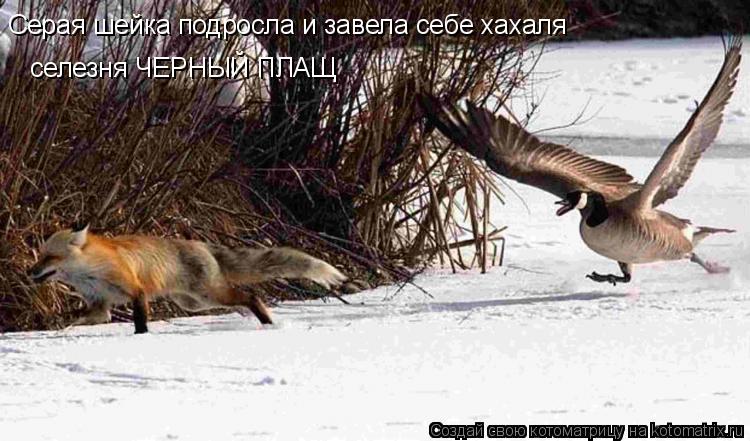 Серая шейка подросла и завела себе хахаля селезня ЧЕРНЫЙ ПЛАЩ... Котоматрица: Серая шейка подросла и завела себе хахаля селезня ЧЕРНЫЙ ПЛАЩ