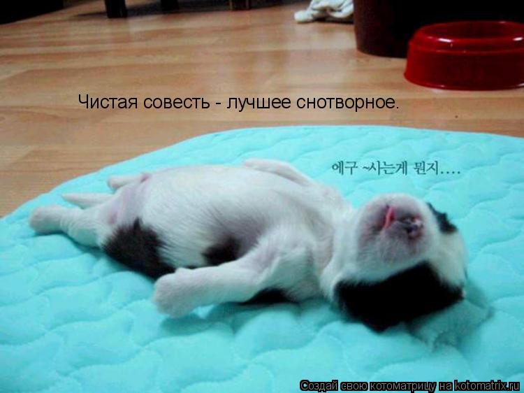 Чистая совесть - лучшее снотворное.... Котоматрица: Чистая совесть - лучшее снотворное.