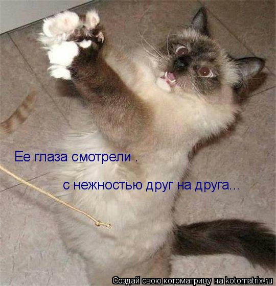 Ее глаза смотрели . с нежностью друг на друга...... Котоматрица: Ее глаза смотрели . с нежностью друг на друга...