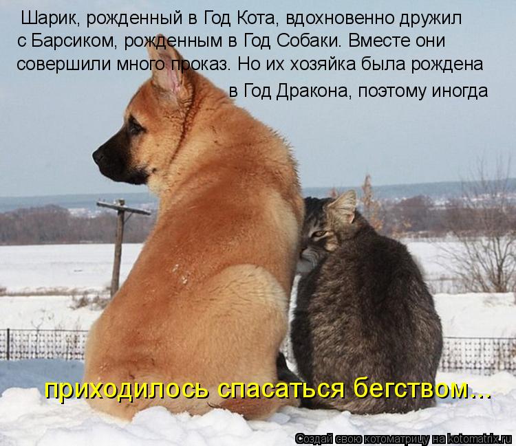 Шарик, рожденный в Год Кота, вдохновенно дружил с Барсиком, рожденным в Год Собаки. Вместе они соверш... Котоматрица: Шарик, рожденный в Год Кота, вдохновенно дружил с Барсиком, рожденным в Год Собаки. Вместе они совершили много проказ. Но их хозяйка была рож