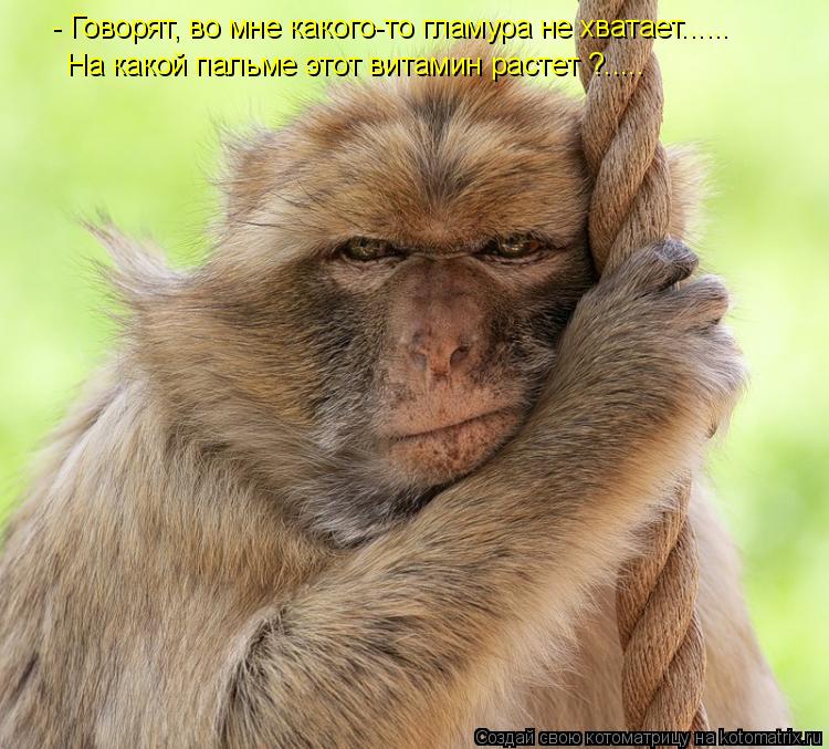 - Говорят, во мне какого-то гламура не хватает...... На какой пальме этот витамин растет ?........ Котоматрица: - Говорят, во мне какого-то гламура не хватает...... На какой пальме этот витамин растет ?.....