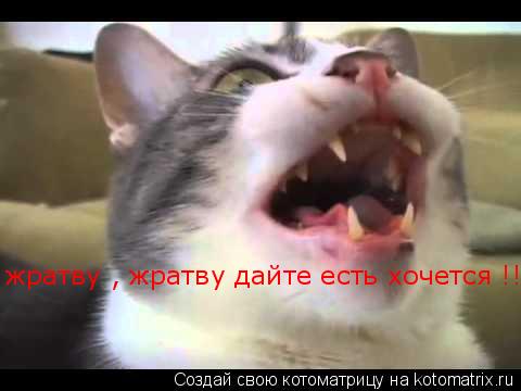 жратву , жратву дайте есть хочется !!!... Котоматрица: жратву , жратву дайте есть хочется !!!
