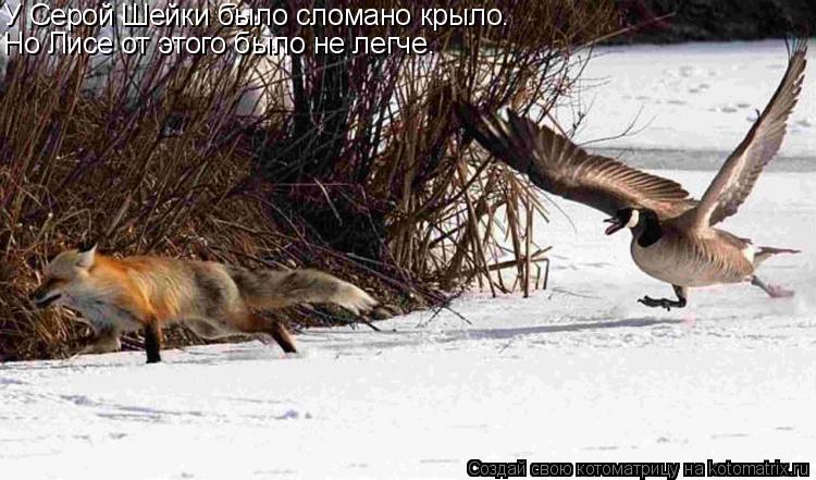 У Серой Шейки было сломано крыло. Но Лисе от этого было не легче.... Котоматрица: У Серой Шейки было сломано крыло. Но Лисе от этого было не легче.