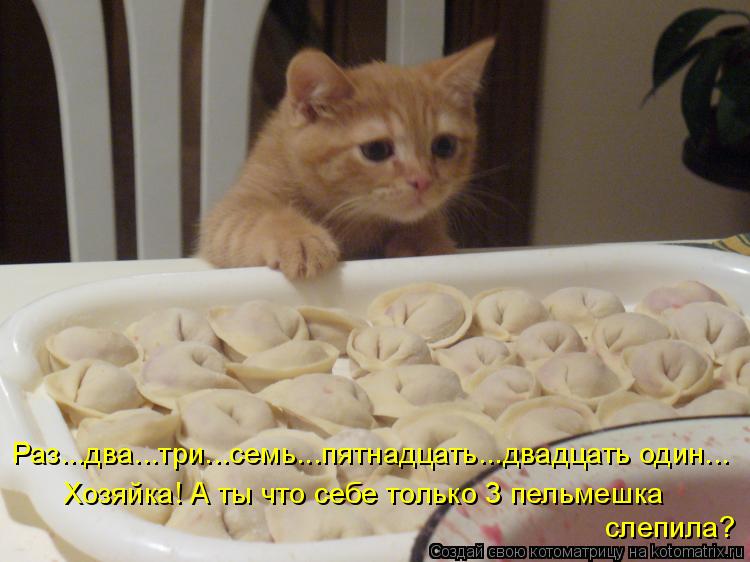 Раз...два...три...семь...пятнадцать...двадцать один... Хозяйка! А ты что себе только 3 пельмешка сле... Котоматрица: Раз...два...три...семь...пятнадцать...двадцать один... Хозяйка! А ты что себе только 3 пельмешка слепила?
