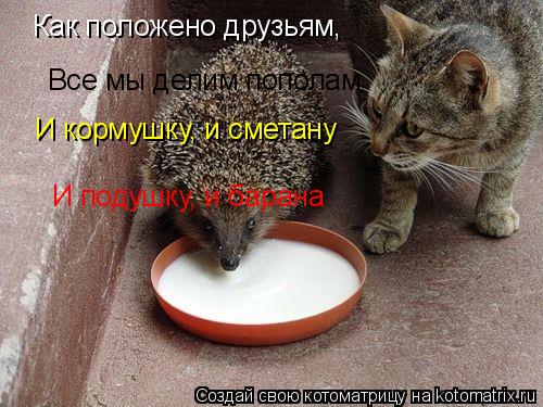 Как положено друзьям, Все мы делим пополам И кормушку, и сметану И подушку, и барана... Котоматрица: Как положено друзьям, Все мы делим пополам И кормушку, и сметану И подушку, и барана