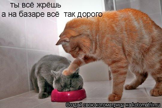 ты всё жрёшь а на базаре всё так дорого... Котоматрица: ты всё жрёшь а на базаре всё так дорого