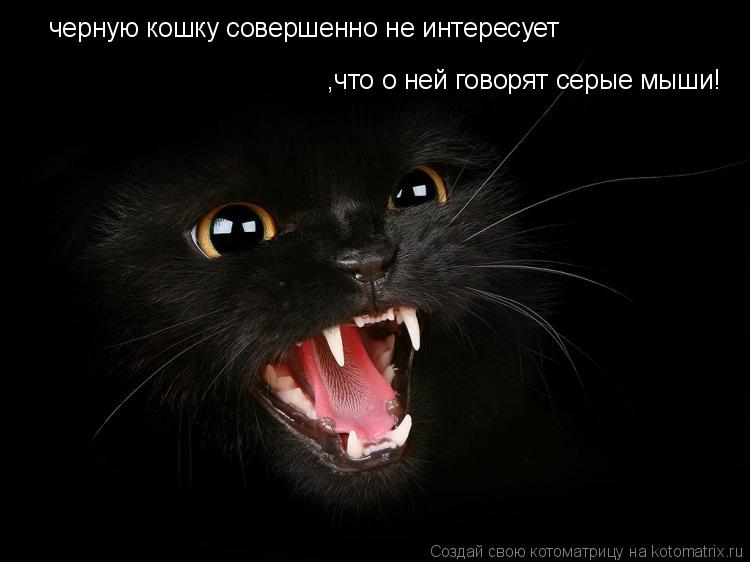 черную кошку совершенно не интересует ,что о ней говорят серые мыши!... Котоматрица: черную кошку совершенно не интересует ,что о ней говорят серые мыши!