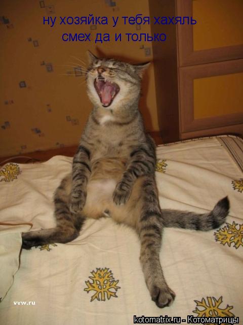 ну хозяйка у тебя хахяль смех да и только... Котоматрица: ну хозяйка у тебя хахяль смех да и только
