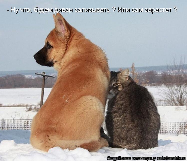 Котоматрица: - Ну что, будем диван зализывать ? Или сам зарастет ?