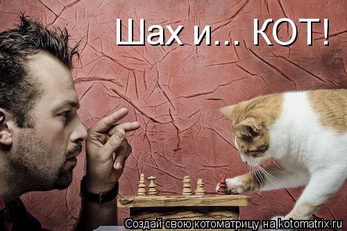 Котоматрица: Шах и... КОТ!