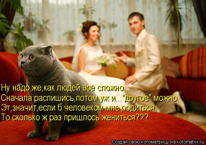 Ну надо же,как людей всё сложно... Сначала распишись,потом уж и..."другое" можно. Эт,значит,если б че... Котоматрица: Ну надо же,как людей всё сложно... Сначала распишись,потом уж и..."другое" можно. Эт,значит,если б человеком мне родиться, То сколько ж раз приш