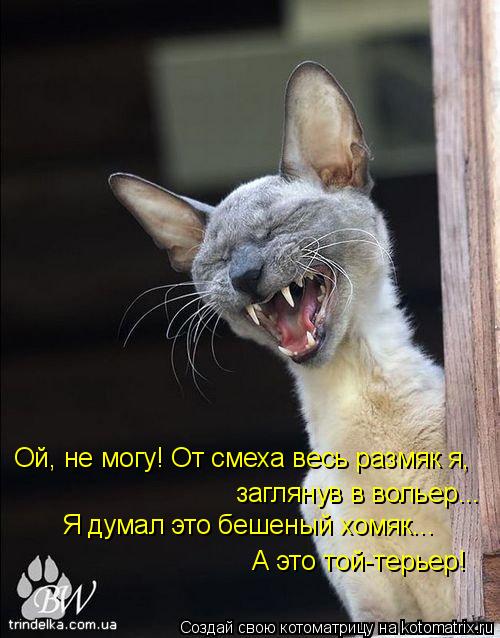 Ой, не могу! От смеха весь размяк я, заглянув в вольер... Я думал это бешеный хомяк... А это той-тер... Котоматрица: Ой, не могу! От смеха весь размяк я, заглянув в вольер... Я думал это бешеный хомяк... А это той-терьер!