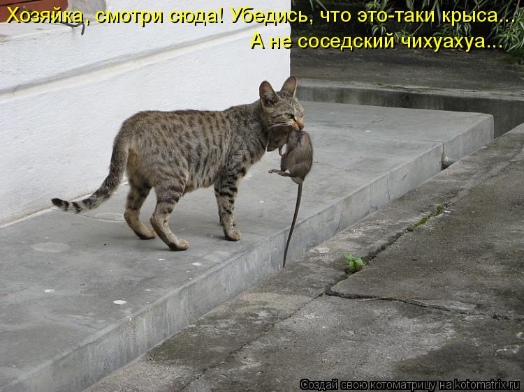 Хозяйка, смотри сюда! Убедись, что это-таки крыса... А не соседский чихуахуа...... Котоматрица: Хозяйка, смотри сюда! Убедись, что это-таки крыса... А не соседский чихуахуа...