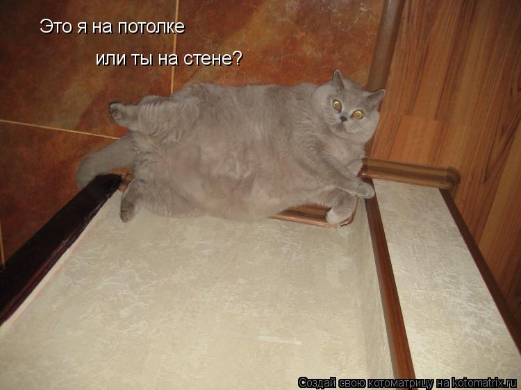 Это я на потолке или ты на стене?... Котоматрица: Это я на потолке или ты на стене?