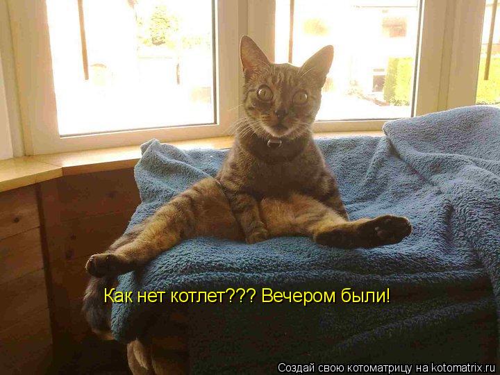 Как нет котлет??? Вечером были!... Котоматрица: Как нет котлет??? Вечером были!