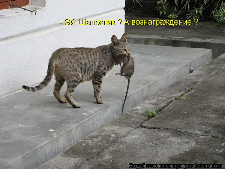 - Эй, Шапокляк ? А вознаграждение ?... Котоматрица: - Эй, Шапокляк ? А вознаграждение ?