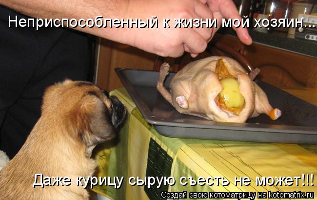 Неприспособленный к жизни мой хозяин... Даже курицу сырую съесть не может!!!... Котоматрица: Неприспособленный к жизни мой хозяин... Даже курицу сырую съесть не может!!!