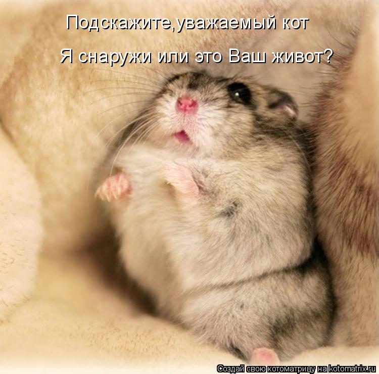 Подскажите,уважаемый кот Я снаружи или это Ваш живот?... Котоматрица: Подскажите,уважаемый кот Я снаружи или это Ваш живот?