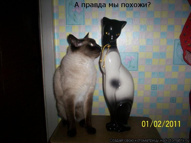 А правда мы похожи?... Котоматрица: А правда мы похожи?
