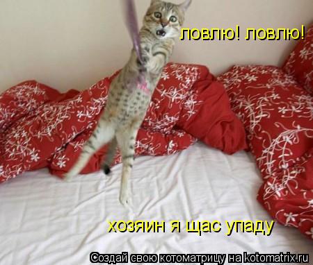 хозяин я щас упаду ловлю! ловлю!... Котоматрица: хозяин я щас упаду ловлю! ловлю!