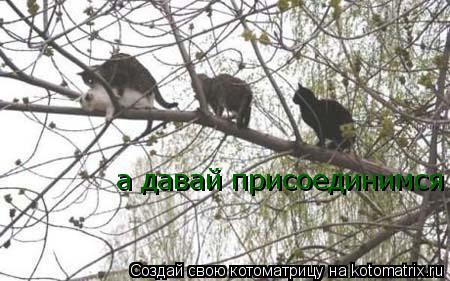 а давай присоединимся... Котоматрица: а давай присоединимся