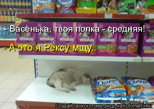 Котоматрица: - Васенька, твоя полка - средняя! - А это я Рексу мщу.