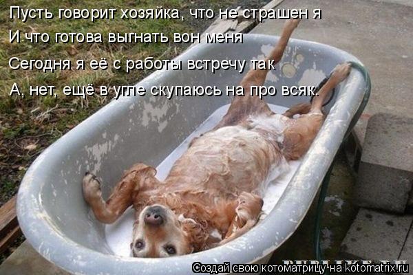 Котоматрица: Пусть говорит хозяйка, что не страшен я И что готова выгнать вон меня Сегодня я её с работы встречу так А, нет, ещё в угле скупаюсь на про всяк