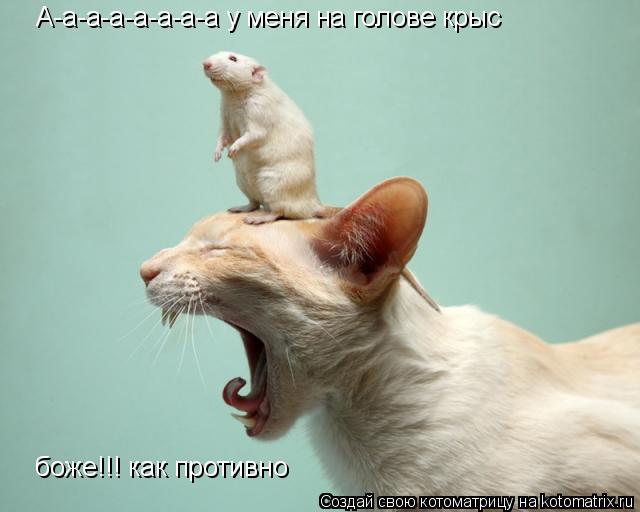 Котоматрица: А-а-а-а-а-а-а-а у меня на голове крыс боже!!! как противно