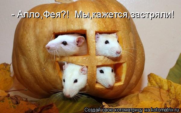 - Алло,Фея?! Мы,кажется,застряли!... Котоматрица: - Алло,Фея?! Мы,кажется,застряли!