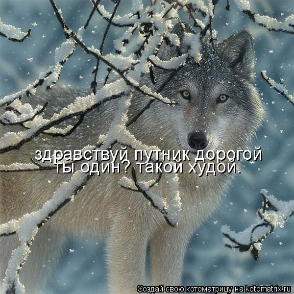 здравствуй путник дорогой ты один? такой худой.... Котоматрица: здравствуй путник дорогой ты один? такой худой.