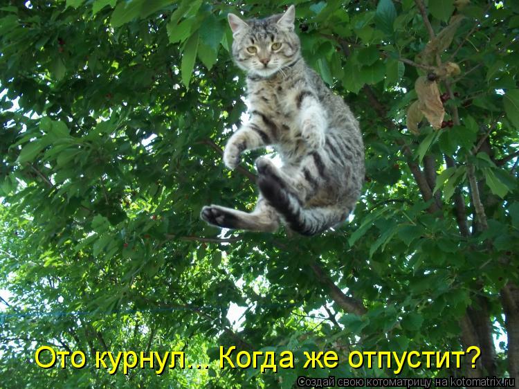 Ото курнул... Когда же отпустит?... Котоматрица: Ото курнул... Когда же отпустит?