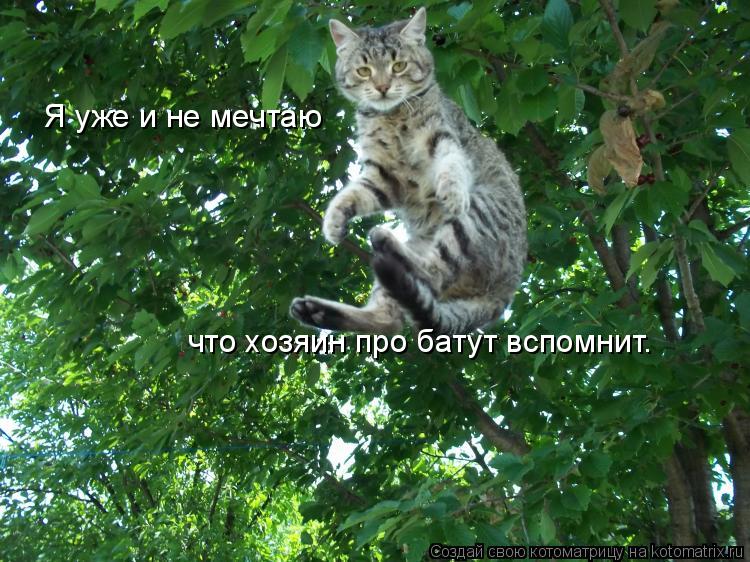 Я уже и не мечтаю что хозяин про батут вспомнит.... Котоматрица: Я уже и не мечтаю что хозяин про батут вспомнит.