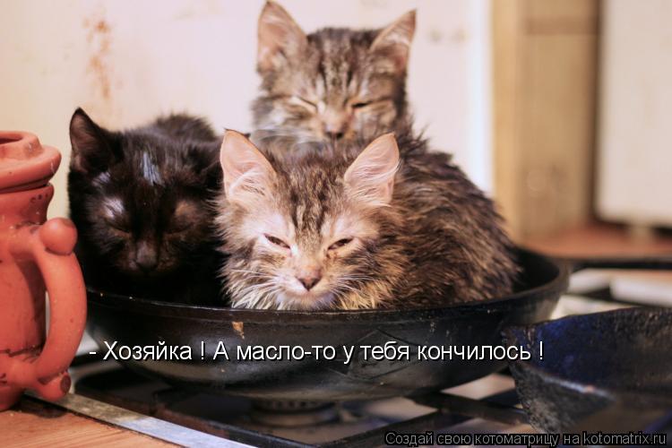 - Хозяйка ! А масло-то у тебя кончилось !... Котоматрица: - Хозяйка ! А масло-то у тебя кончилось !