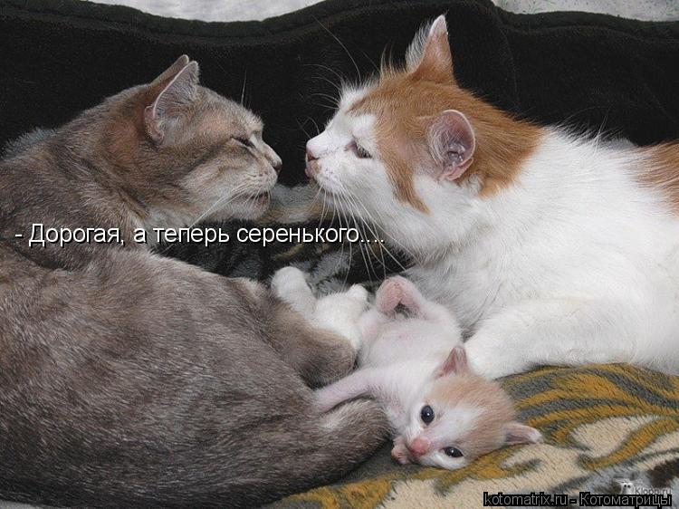 - Дорогая, а теперь серенького....... Котоматрица: - Дорогая, а теперь серенького....