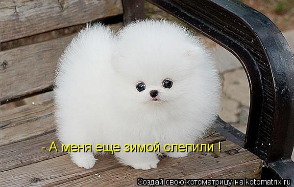- А меня еще зимой слепили !... Котоматрица: - А меня еще зимой слепили !