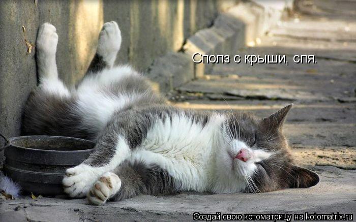 Сполз с крыши, спя.... Котоматрица: Сполз с крыши, спя.