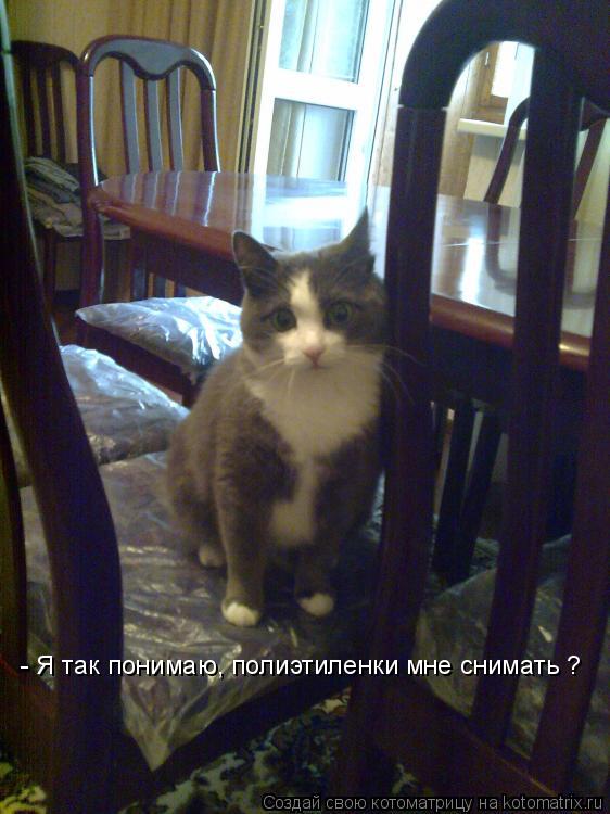 - Я так понимаю, полиэтиленки мне снимать ?... Котоматрица: - Я так понимаю, полиэтиленки мне снимать ?