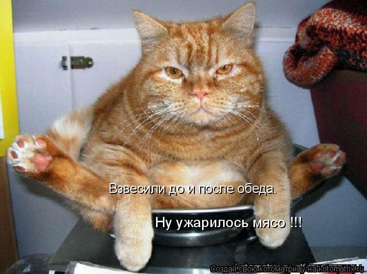 Взвесили до и после обеда. Ну ужарилось мясо !!!... Котоматрица: Взвесили до и после обеда. Ну ужарилось мясо !!!