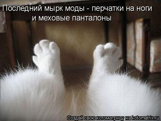 Последний мырк моды - перчатки на ноги и меховые панталоны... Котоматрица: Последний мырк моды - перчатки на ноги и меховые панталоны