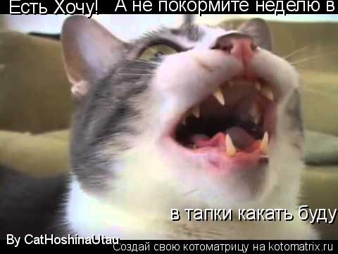 Есть Хочу! А не покормите неделю в тапки какать буду в тапки какать буду By CatHoshinaUtau... Котоматрица: Есть Хочу! А не покормите неделю в тапки какать буду в тапки какать буду By CatHoshinaUtau