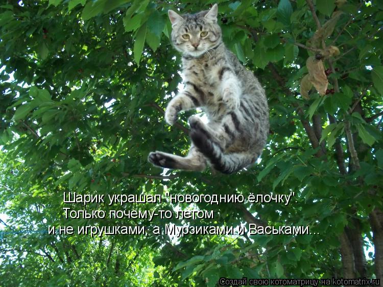 Шарик украшал "новогоднию ёлочку". Только почему-то летом и не игрушками, а Мурзиками и Васьками...... Котоматрица: Шарик украшал "новогоднию ёлочку". Только почему-то летом и не игрушками, а Мурзиками и Васьками...