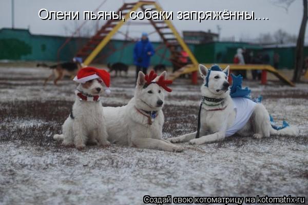 Олени пьяны, собаки запряжённы....... Котоматрица: Олени пьяны, собаки запряжённы....