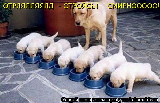 ОТРЯЯЯЯЯЯЯД - СТРОЙСЬ! СМИРНООООО!... Котоматрица: ОТРЯЯЯЯЯЯЯД - СТРОЙСЬ! СМИРНООООО!