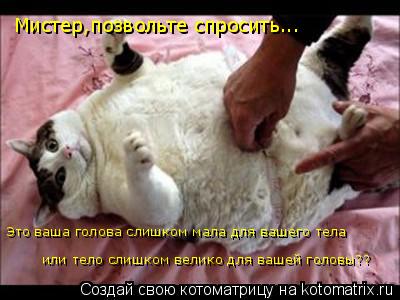 Мистер,позвольте спросить... Это ваша голова слишком мала для вашего тела или тело слишком велико для... Котоматрица: Мистер,позвольте спросить... Это ваша голова слишком мала для вашего тела или тело слишком велико для вашей головы??